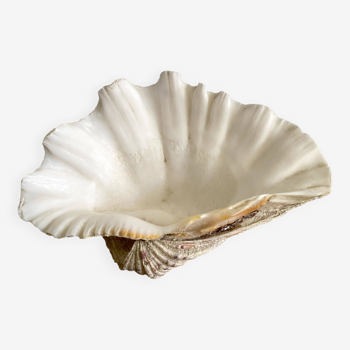 Bénitier shells, cabinet of curiosities