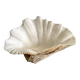 Bénitier shells, cabinet of curiosities