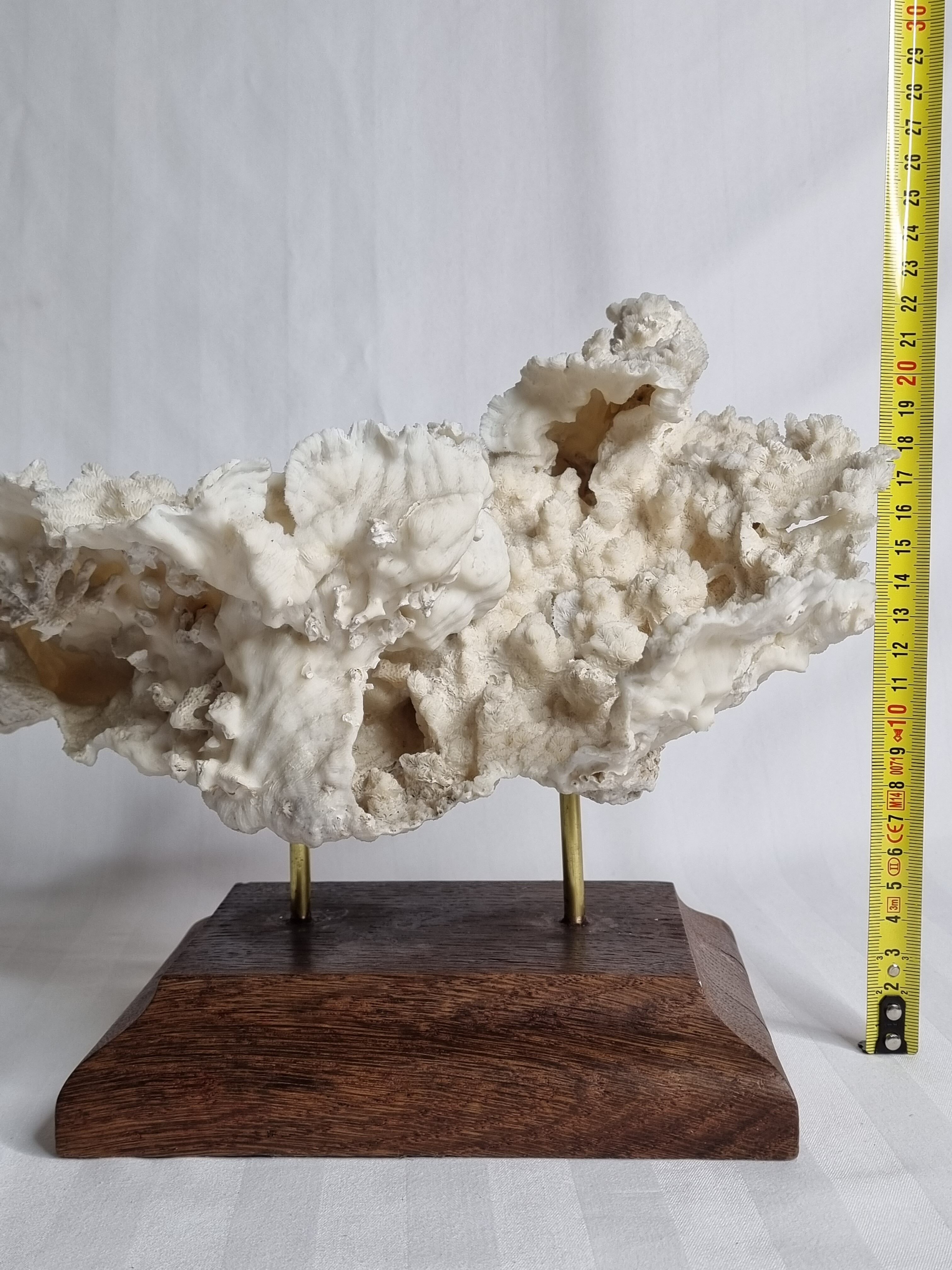 Old whole white coral on solid wood support, 34 cm