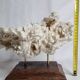Ancien corail blanc entier sur support en bois massif, 34 cm
