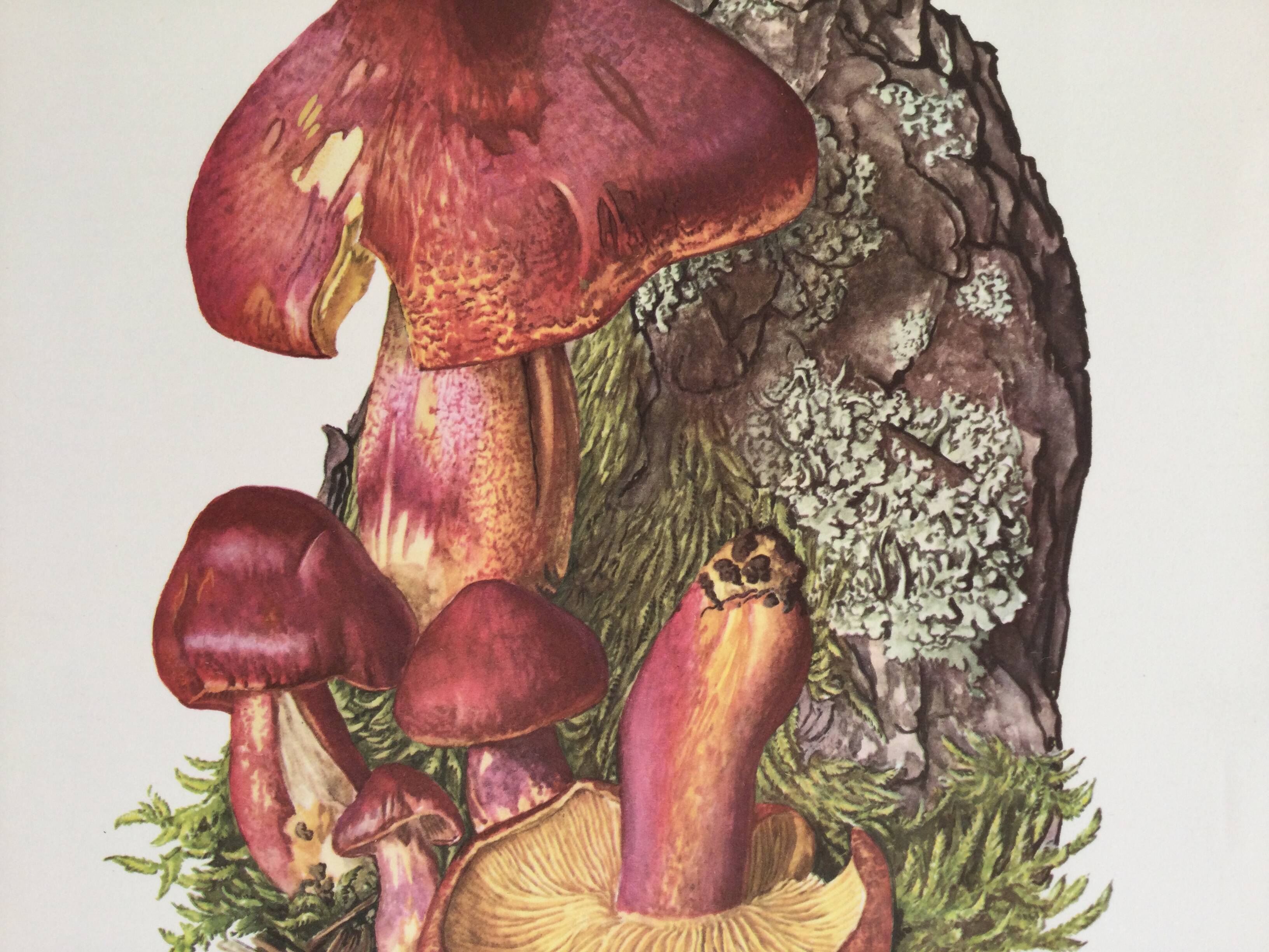 Illustration botanique "champignons", années 60