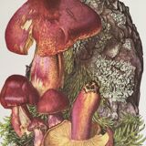 Illustration botanique "champignons", années 60