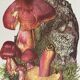 Botanical illustration "mushrooms", 1960s