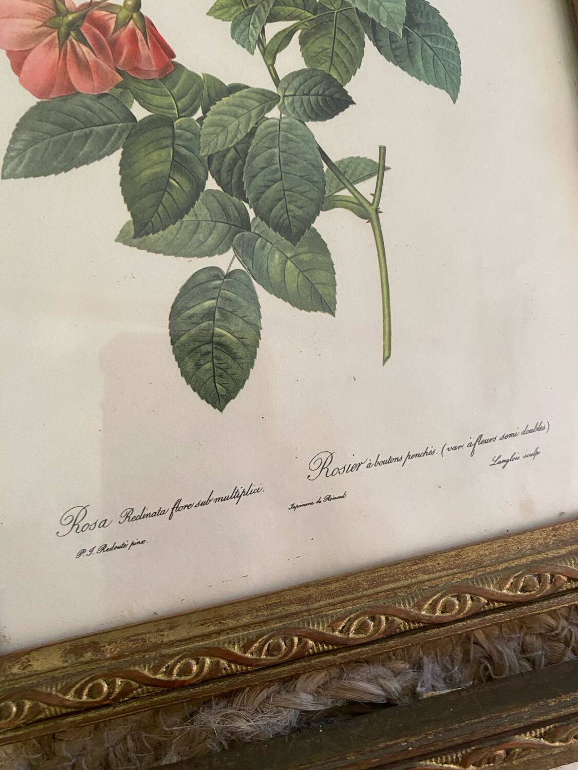 2 Redouté botanical frames of rose bushes.