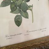2 Redouté botanical frames of rose bushes.