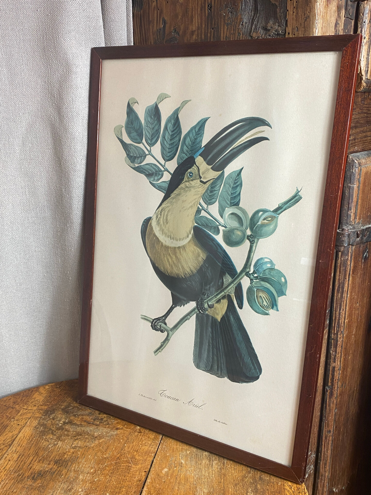 Gravure, Toucan Ariel, Descourtilz