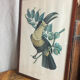 Gravure, Toucan Ariel, Descourtilz