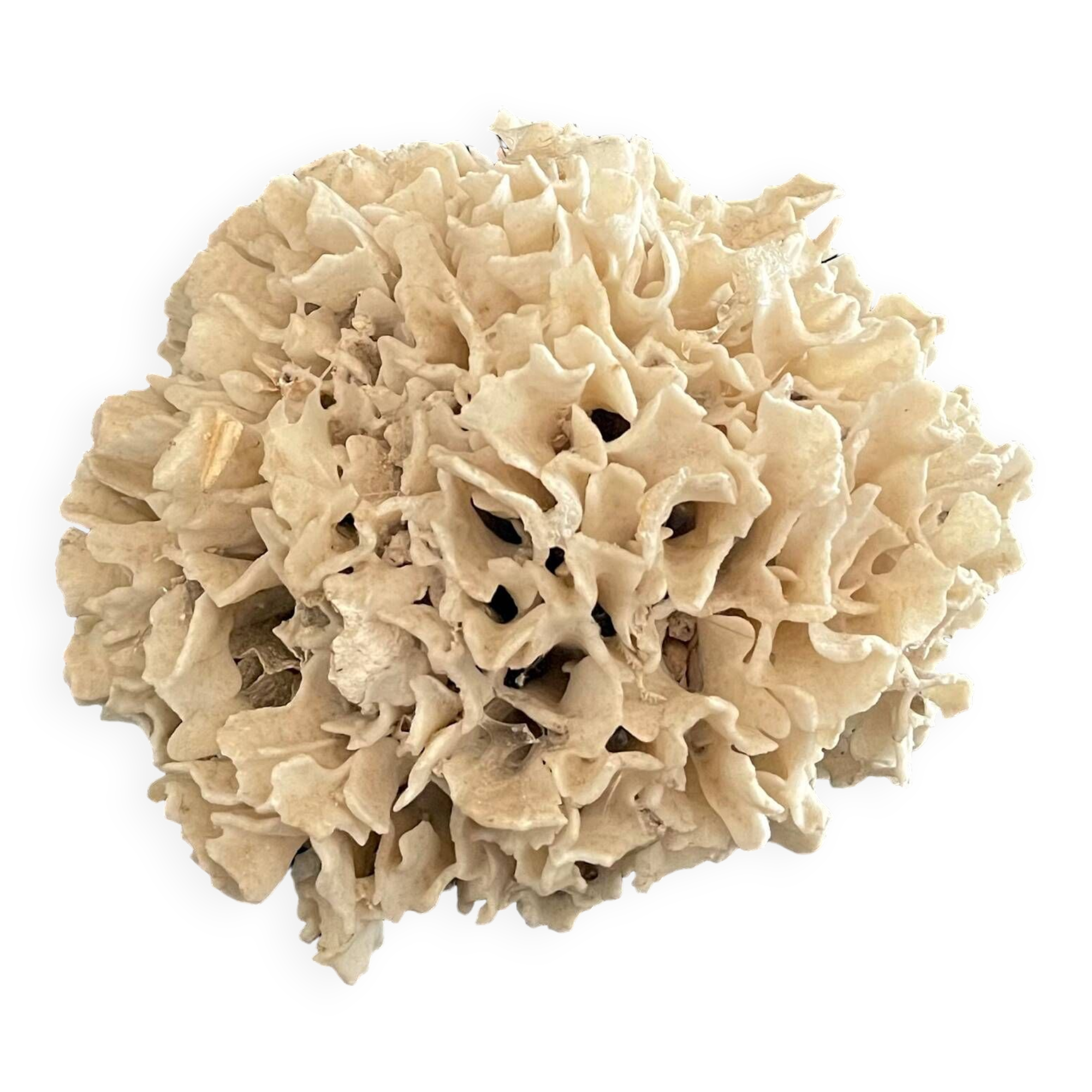 Ancient coral