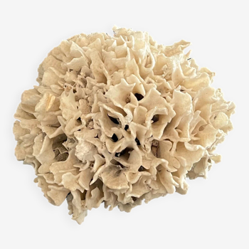 Ancient coral