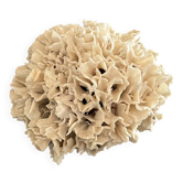 Ancient coral