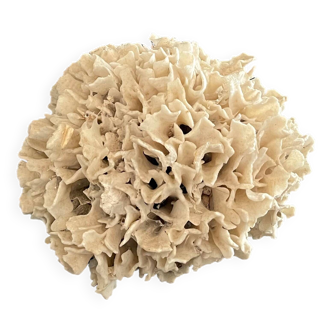 Corail ancien