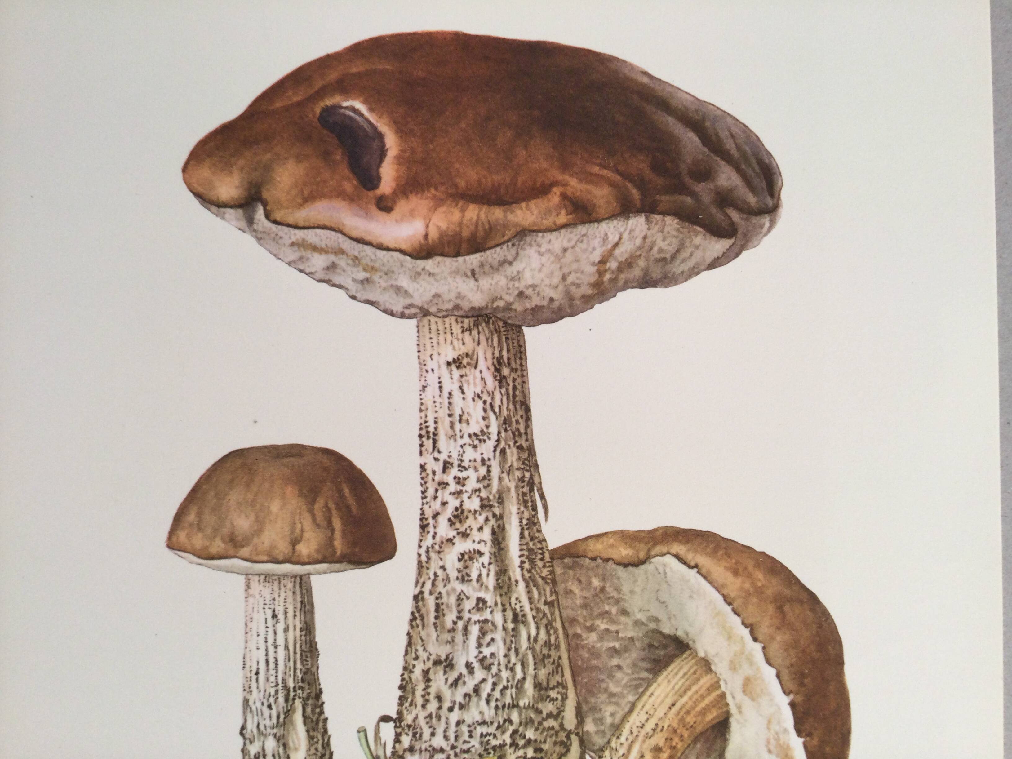 Botanical illustration "mushrooms", 1960s