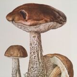 Botanical illustration "mushrooms", 1960s