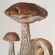 Illustration botanique "champignons", années 60