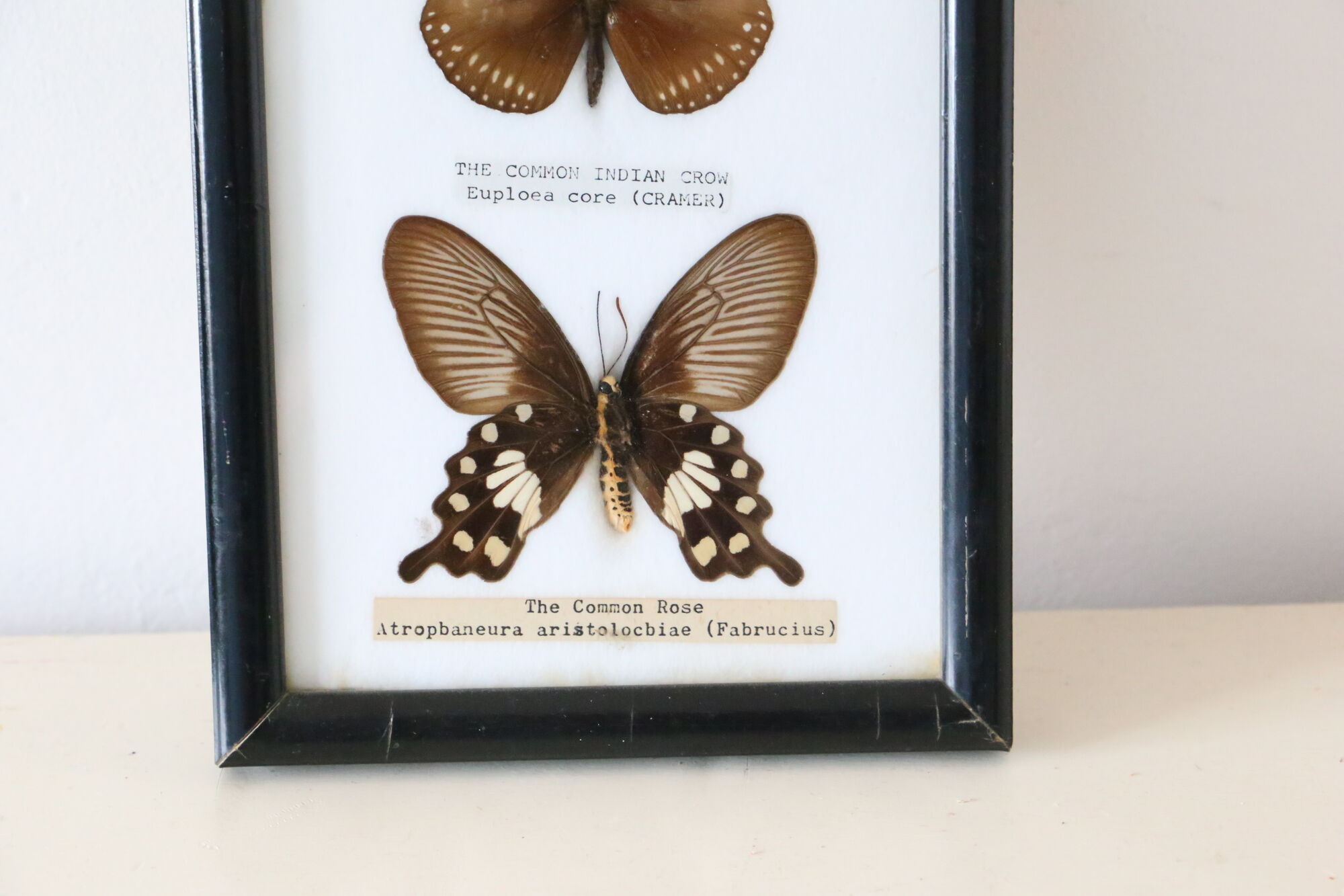 Naturalized butterfly frame