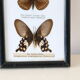 Naturalized butterfly frame