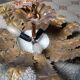 Vintage sunburst ceiling light, gold, floral pattern, 50s brutalism