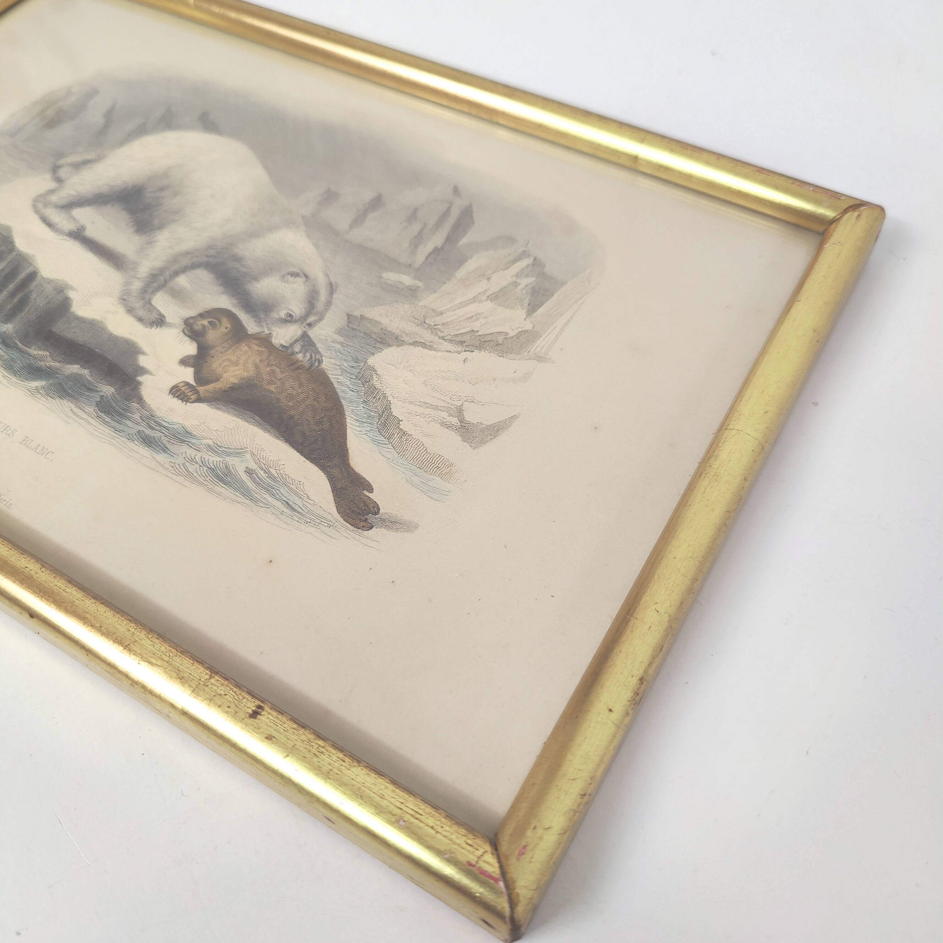 Planche zoologique gravure Buffon ours blanc et phoque cadre bois doré