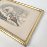 Zoological board engraving Buffon white bear and seal gilded wood frame