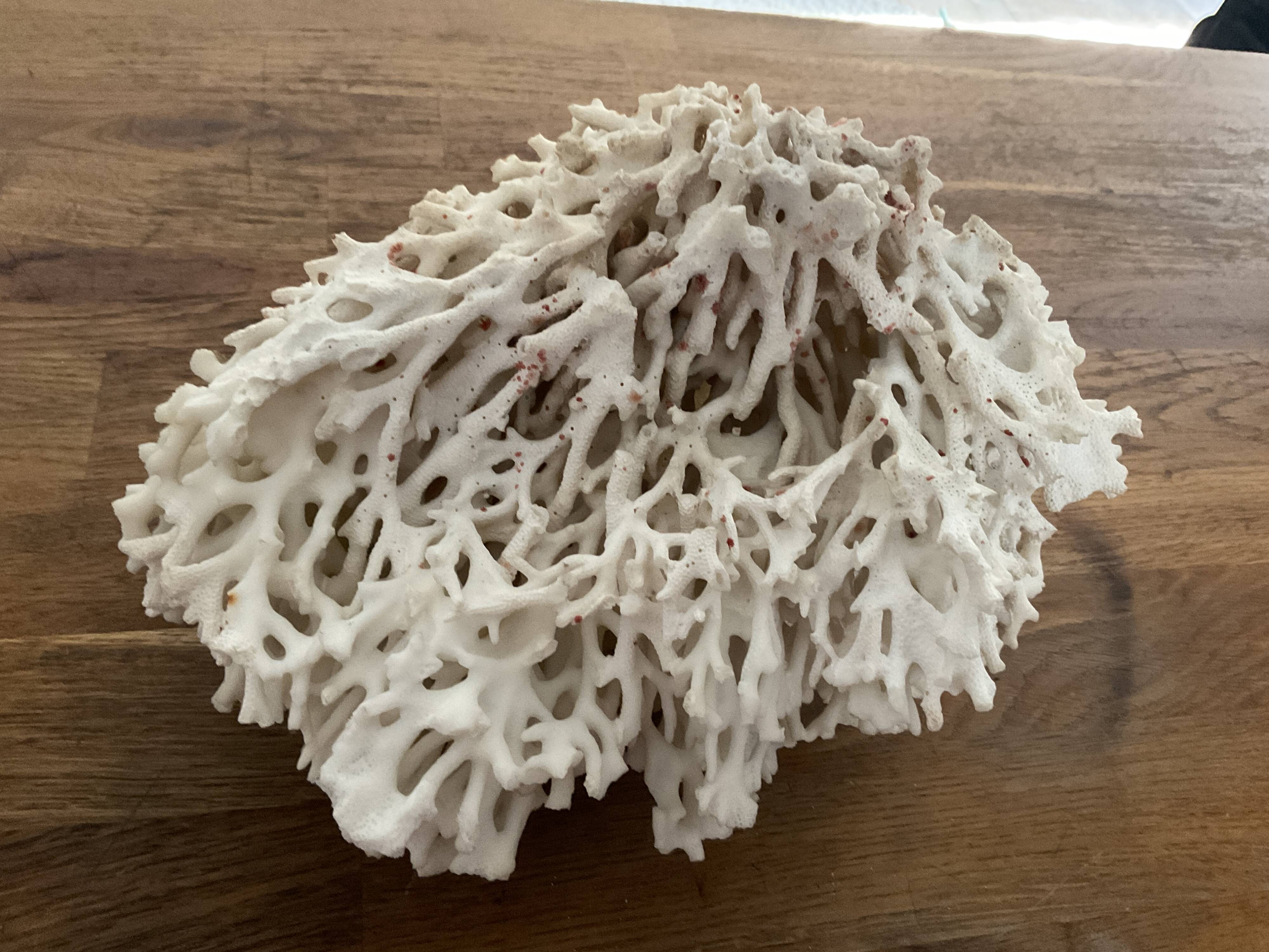 Corail Blanc / Corail nid . Ancien  . 32 cm x 24 cm