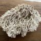 Corail Blanc / Corail nid . Ancien  . 32 cm x 24 cm
