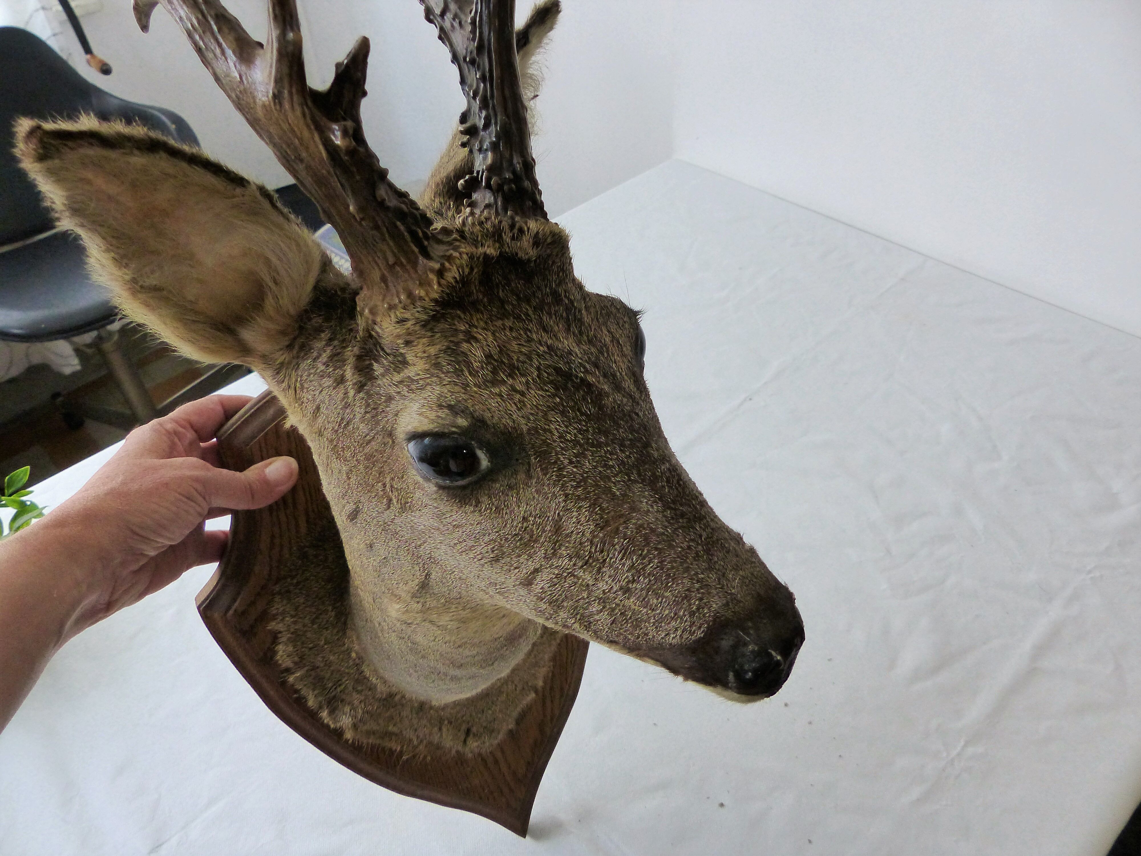Deer head trophy