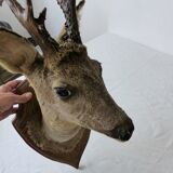Deer head trophy