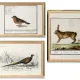 Set of 3 posters on animals