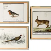 Lot de 3 affiches sur les animaux