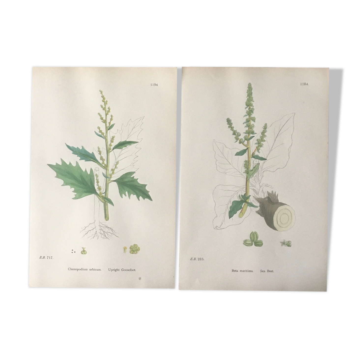 Botanical boards 1920