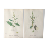 Botanical boards 1920