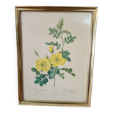 Redouté Frame