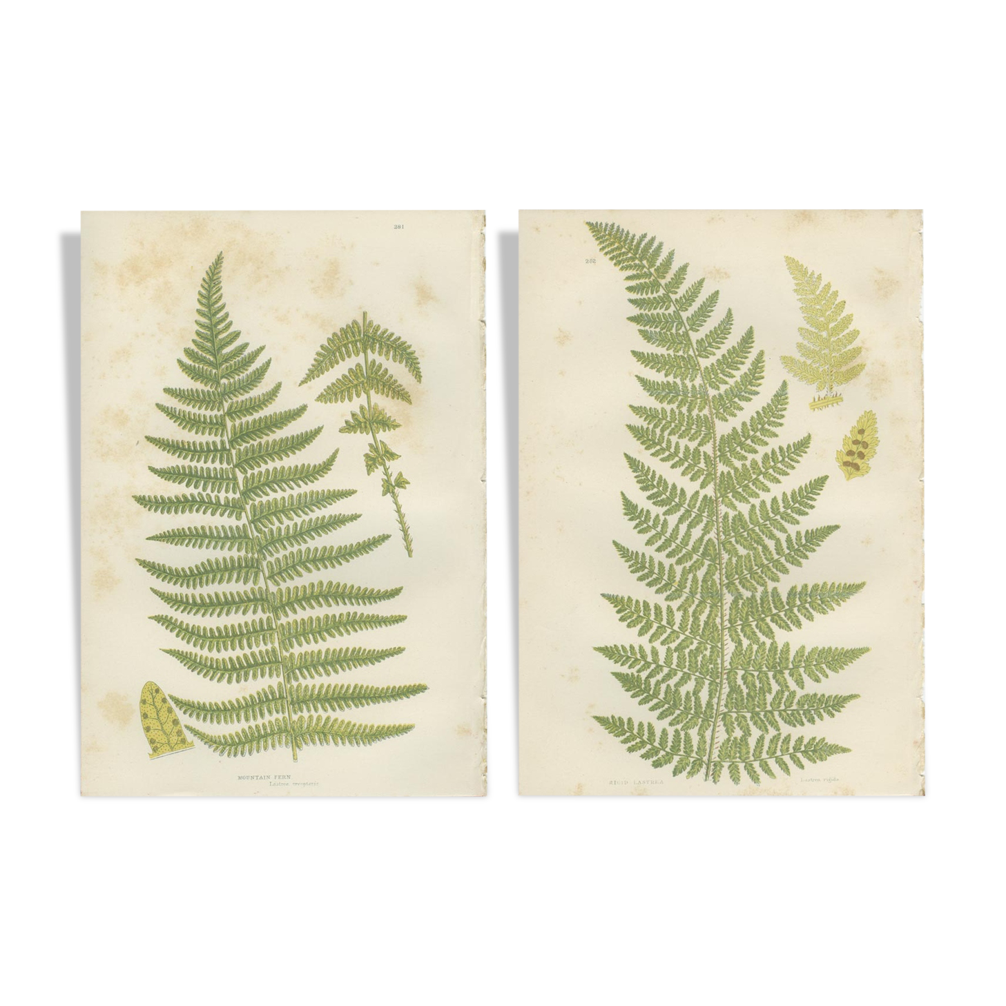 Botanical fern boards: Rigid Lastrea and Mountain Ferns, (ref 281/2)