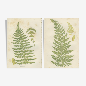 Botanical fern boards: Rigid Lastrea and Mountain Ferns, (ref 281/2)