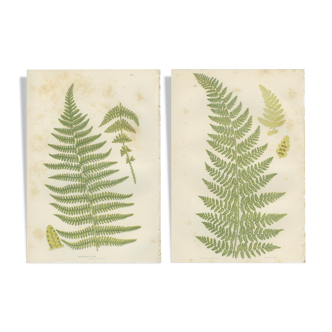 Botanical fern boards: Rigid Lastrea and Mountain Ferns, (ref 281/2)