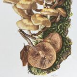Botanical Illustration Mushrooms Pholiotidae Vintage Print 60s