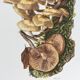 Botanical Illustration Mushrooms Pholiotidae Vintage Print 60s