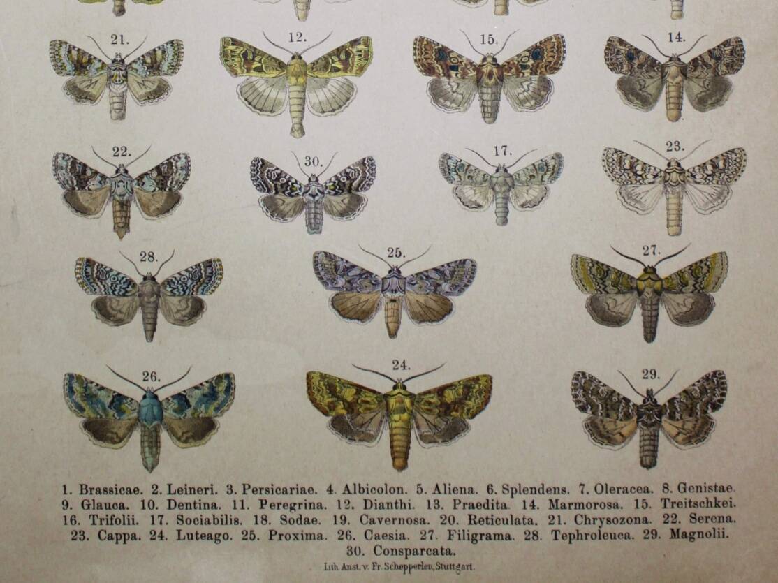 Antique print of Butterflies - Lithograph from 1887 - Brassicae - Original illustration