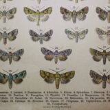 Antique print of Butterflies - Lithograph from 1887 - Brassicae - Original illustration