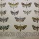 Gravure ancienne de Papillons - Lithographie de 1887 - Brassicae - Illustration originale