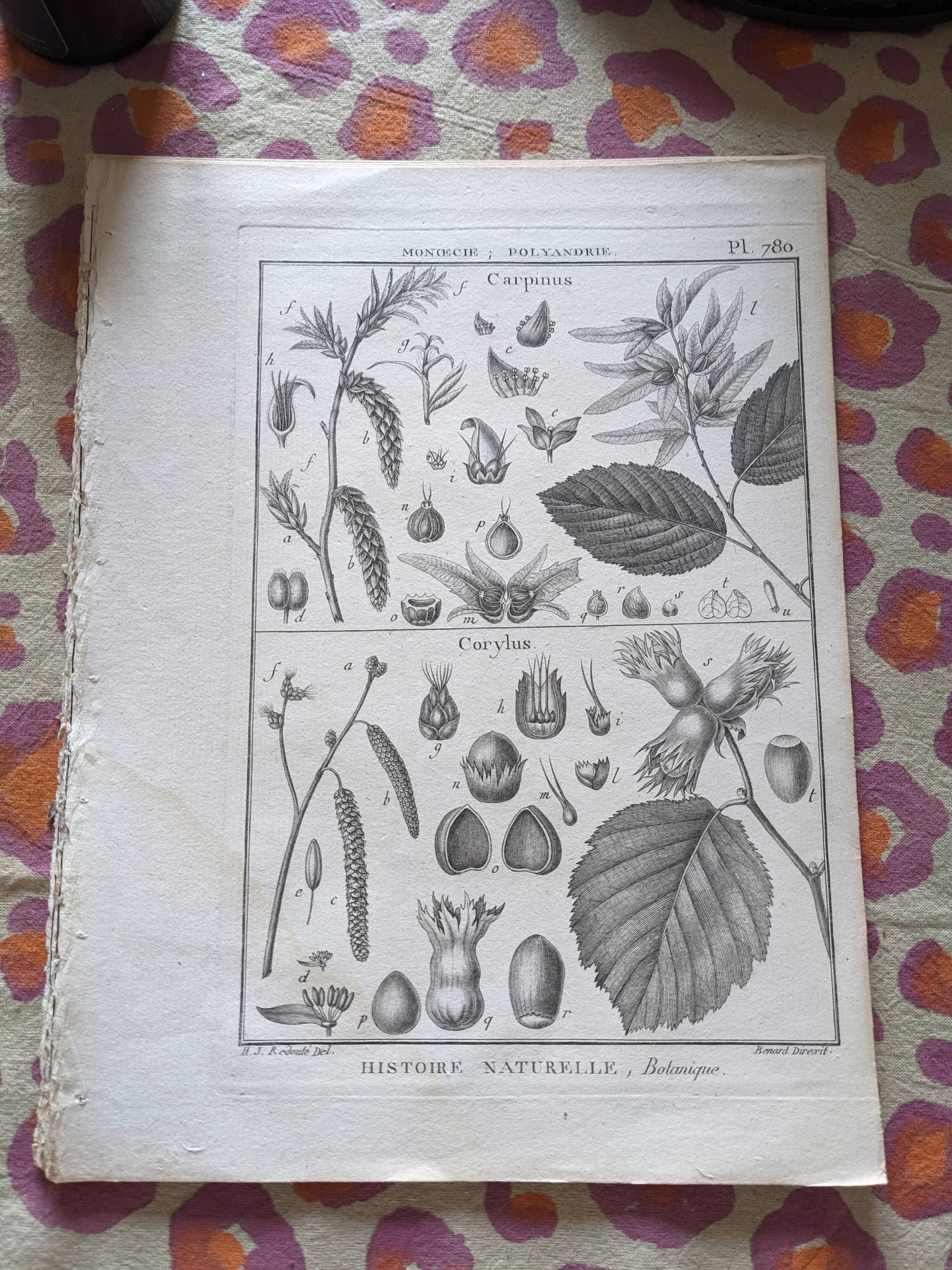 Stamped vintage botanical engraving plate natural history flowers