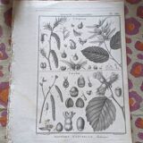 Stamped vintage botanical engraving plate natural history flowers