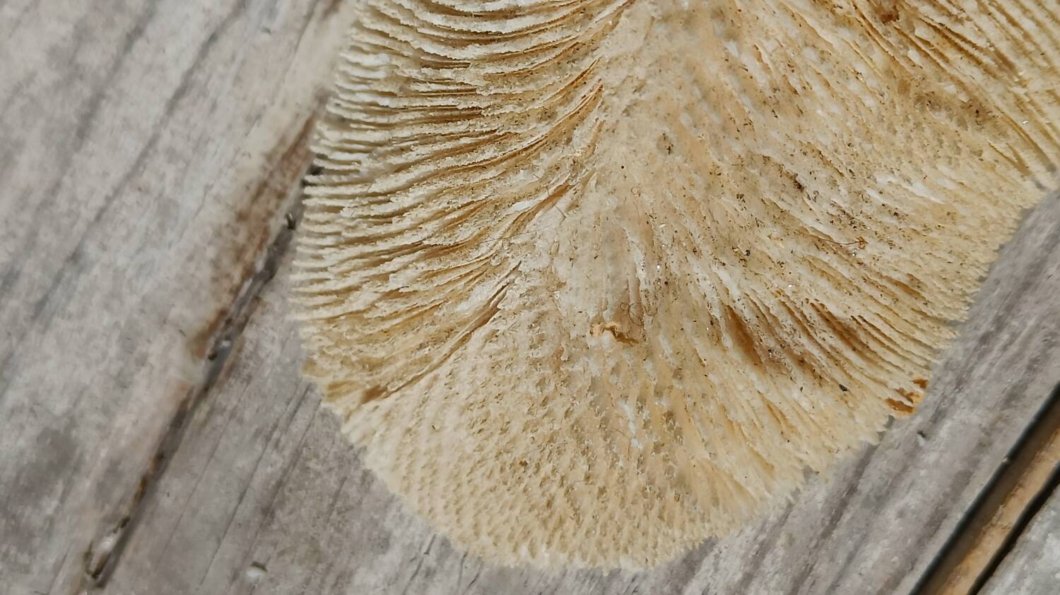 Vintage coral fungia