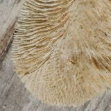 Vintage coral fungia