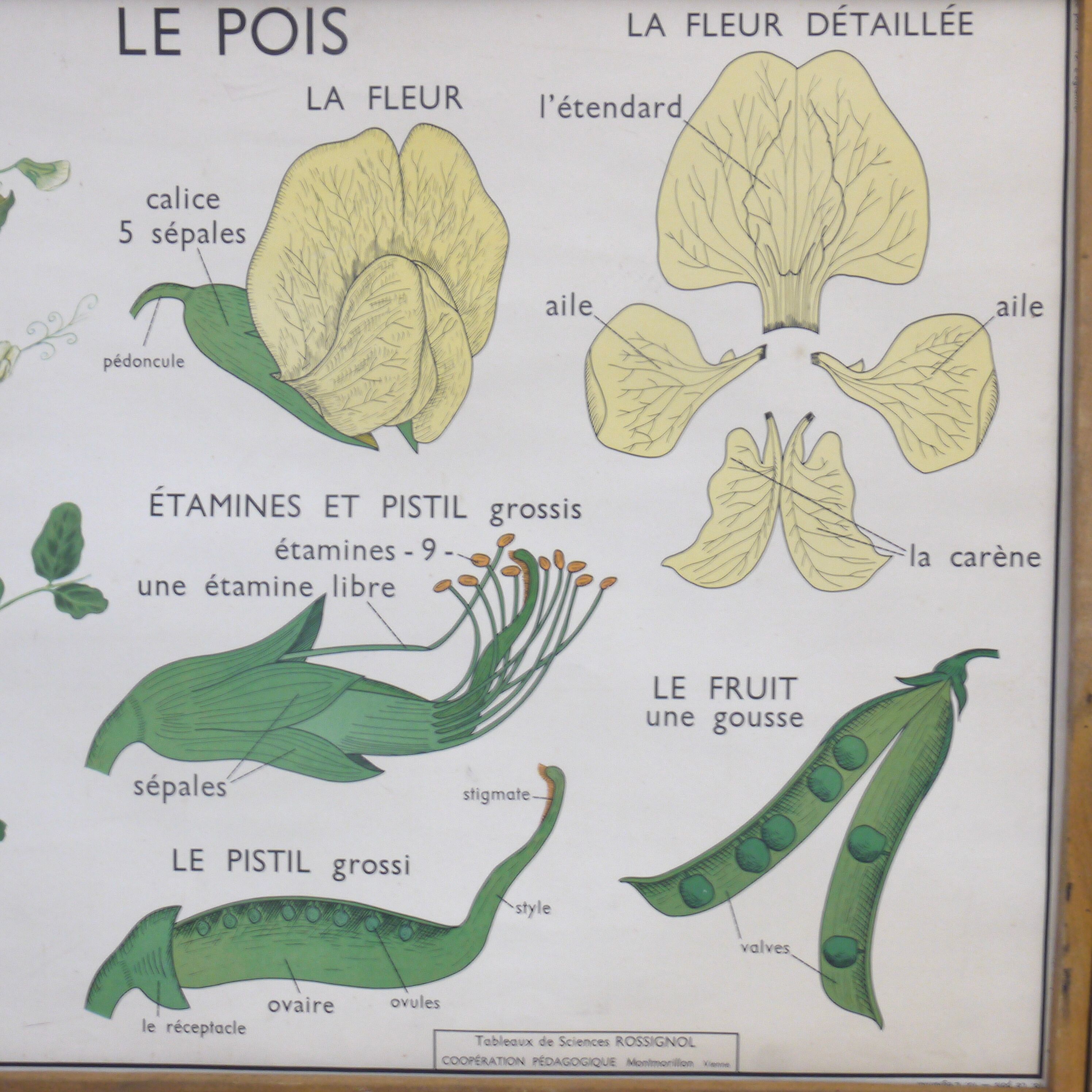 Displays educational Nightingale  l'eglantier and peas