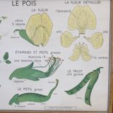 Displays educational Nightingale  l'eglantier and peas