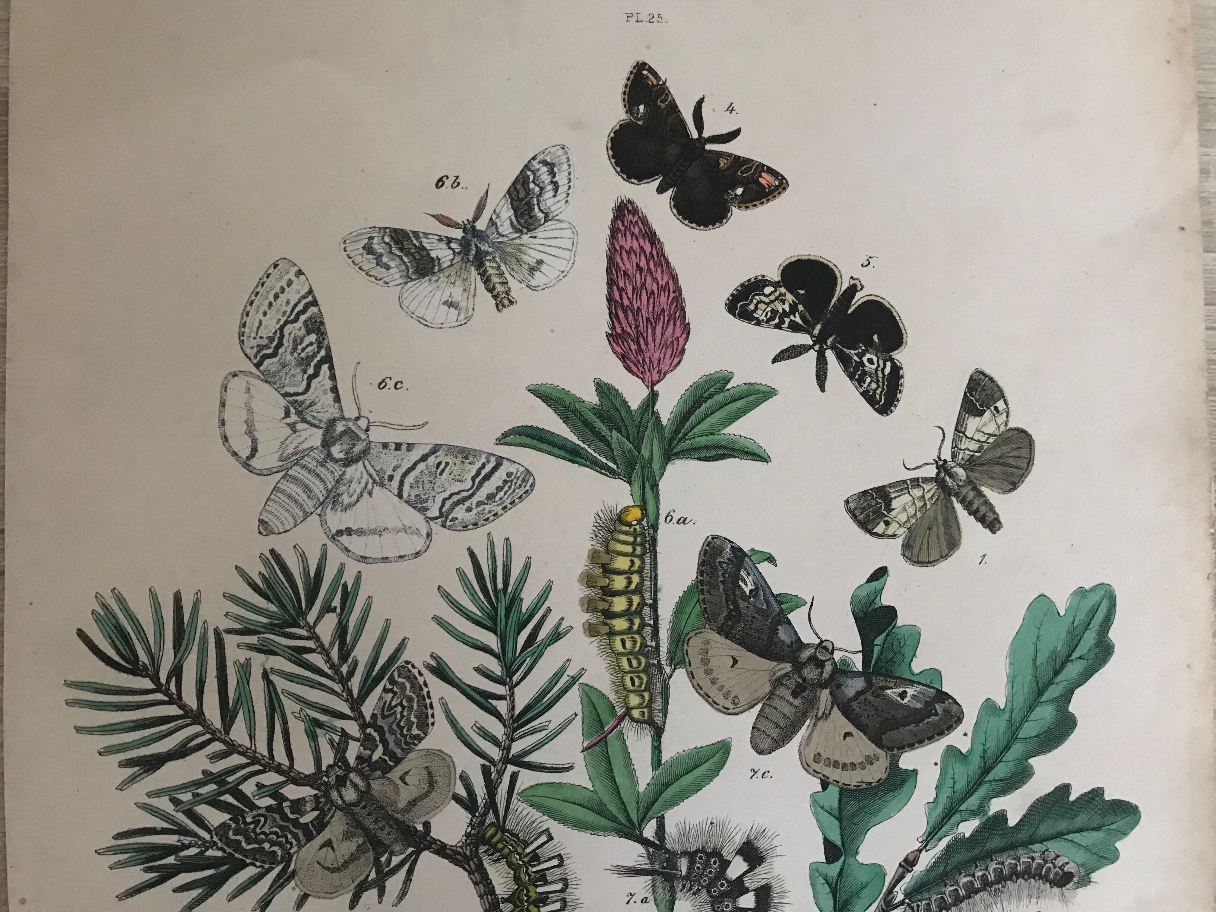 Flower and butterfly boards 1876