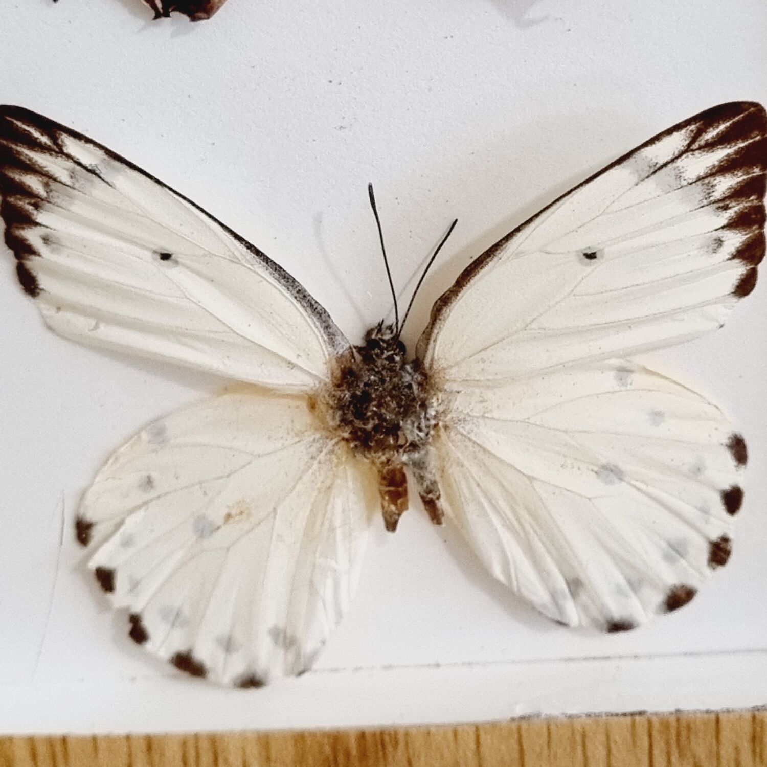 Frame 9 butterflies naturalized Congo 1984