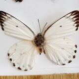 Frame 9 butterflies naturalized Congo 1984