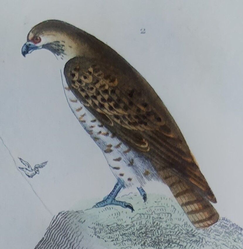 Original Ornithological Plate "Sacred Falcon - Hobby - &c..." Buffon 1836